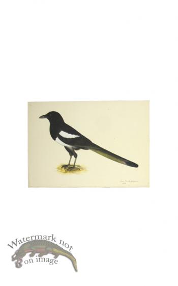 MAGPIE . PL 16